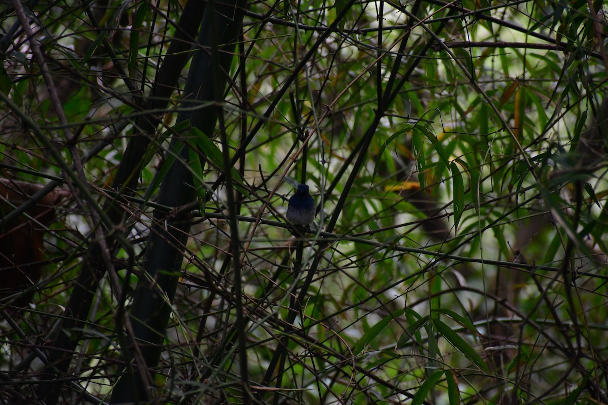 White-bellied Blue Flycatcher - ML645984082
