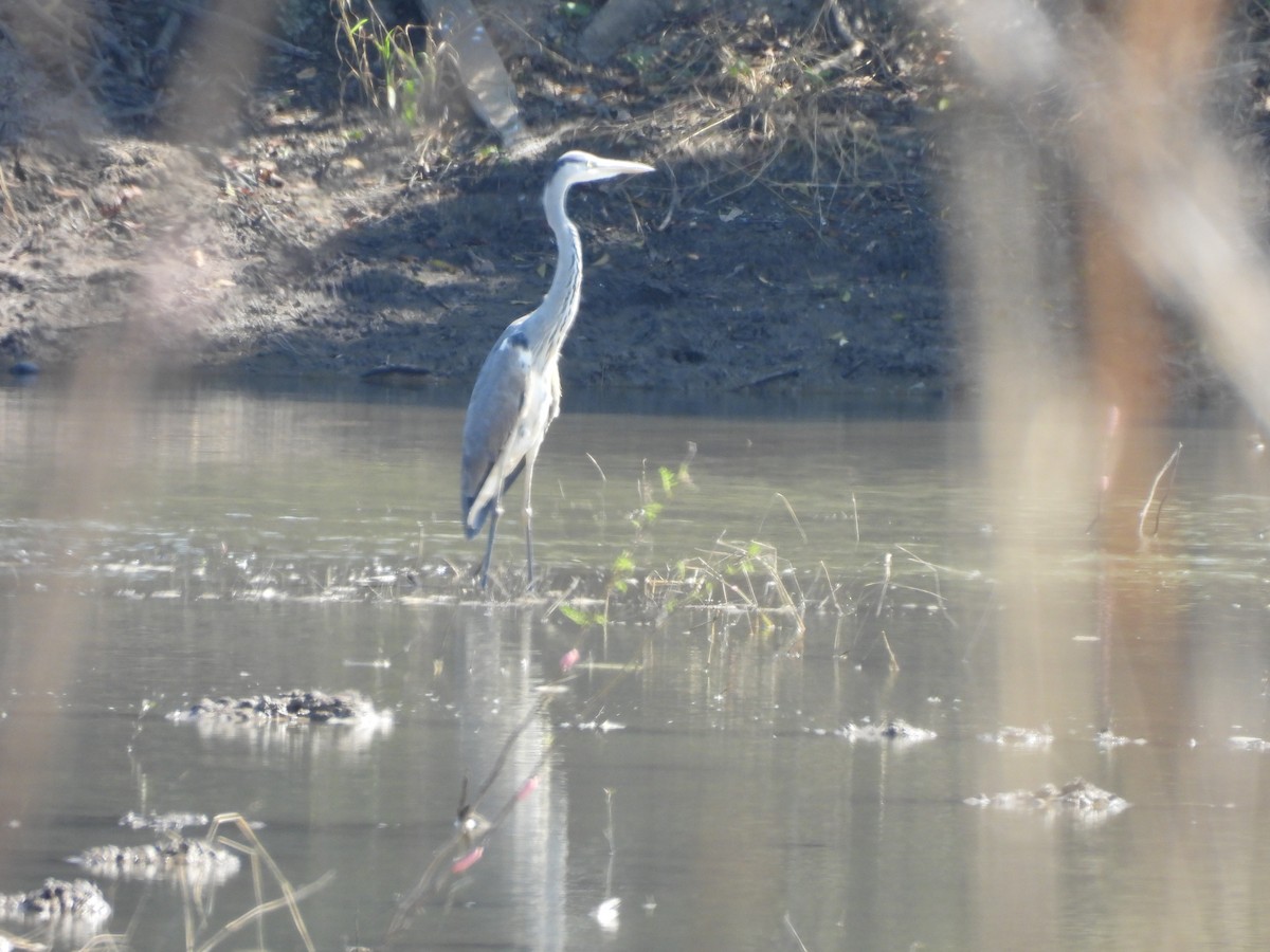 Gray Heron - ML645984083