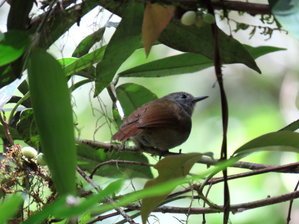 Unicolored Antwren - ML645984085