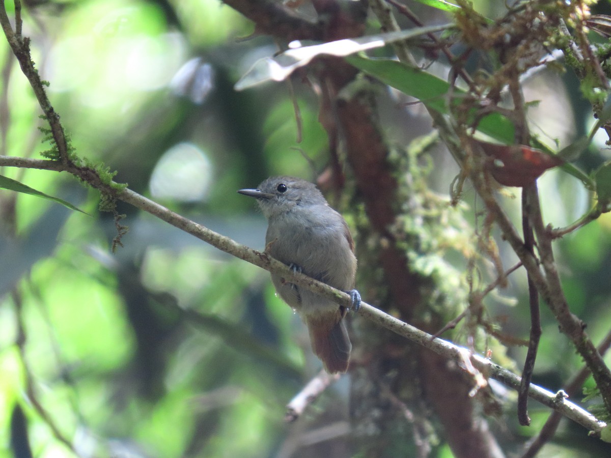 Unicolored Antwren - ML645984086