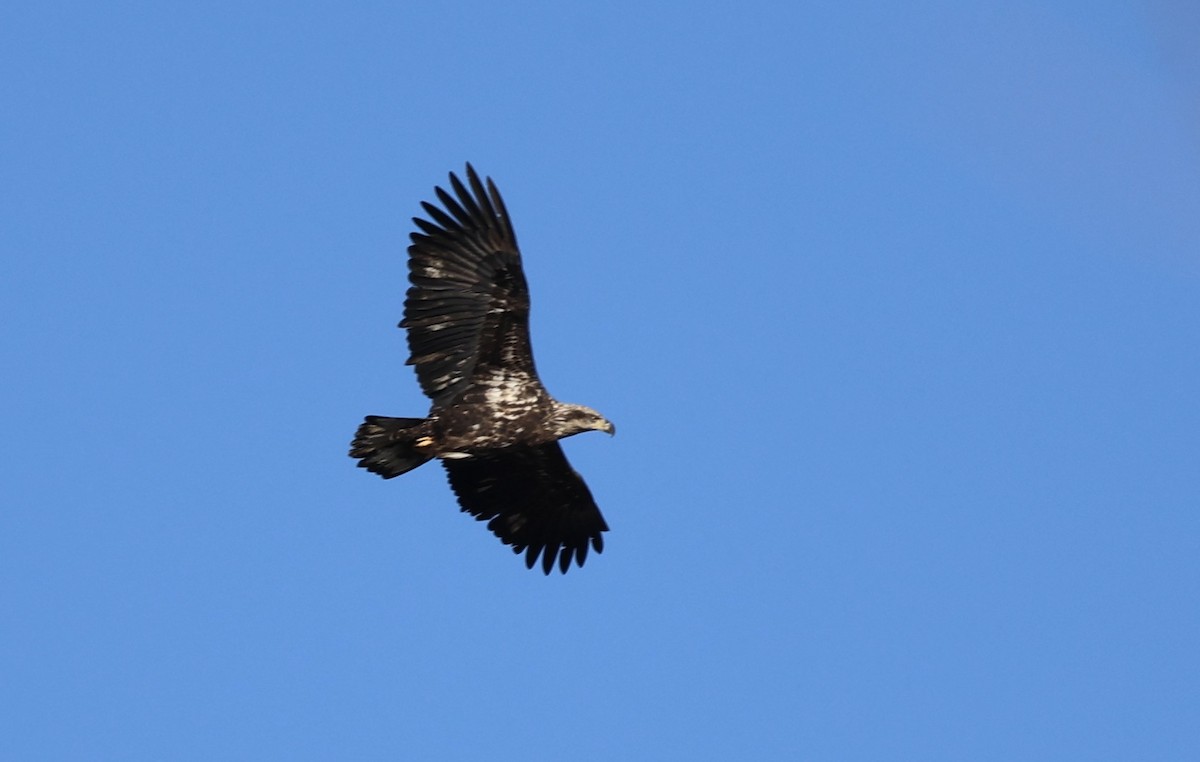 Bald Eagle - ML645984089