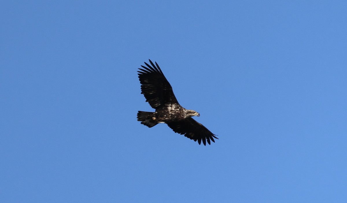Bald Eagle - ML645984091