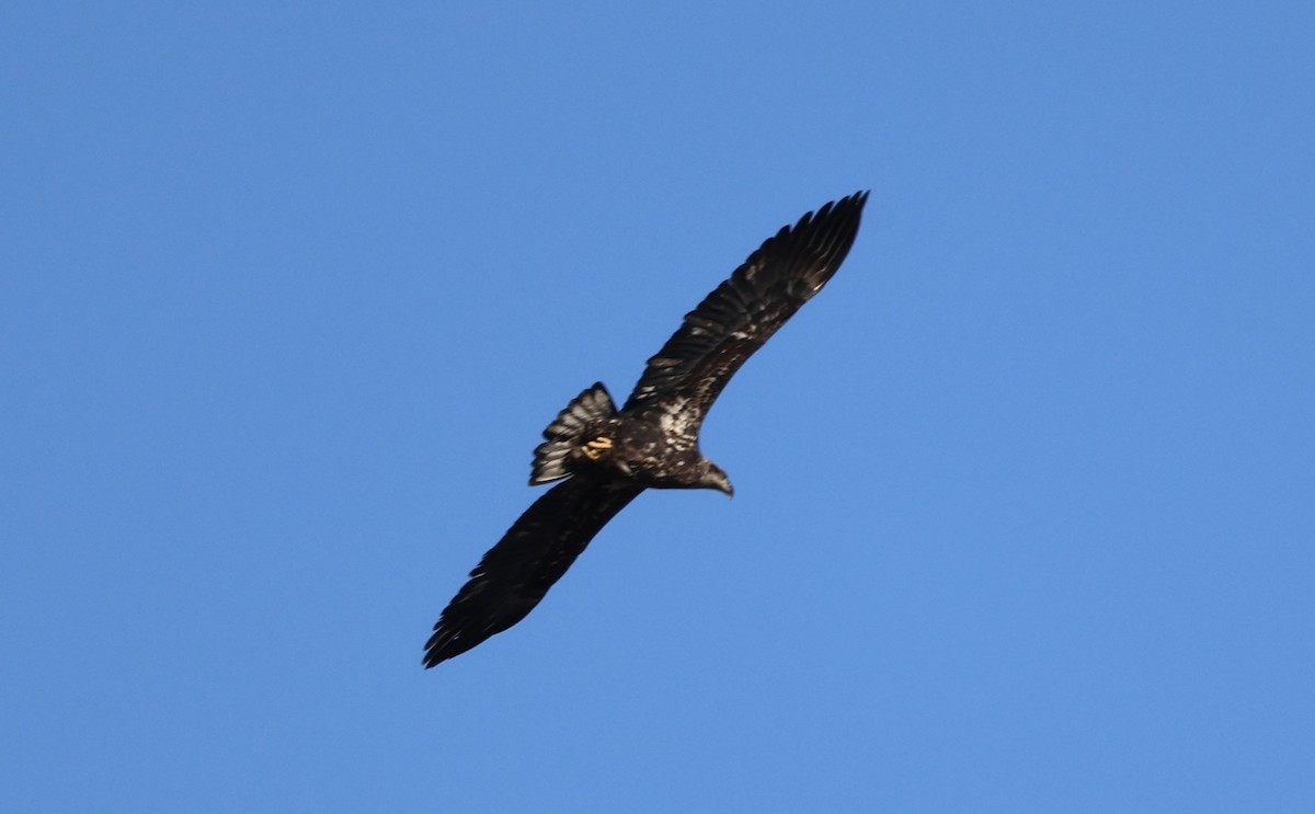 Bald Eagle - ML645984092