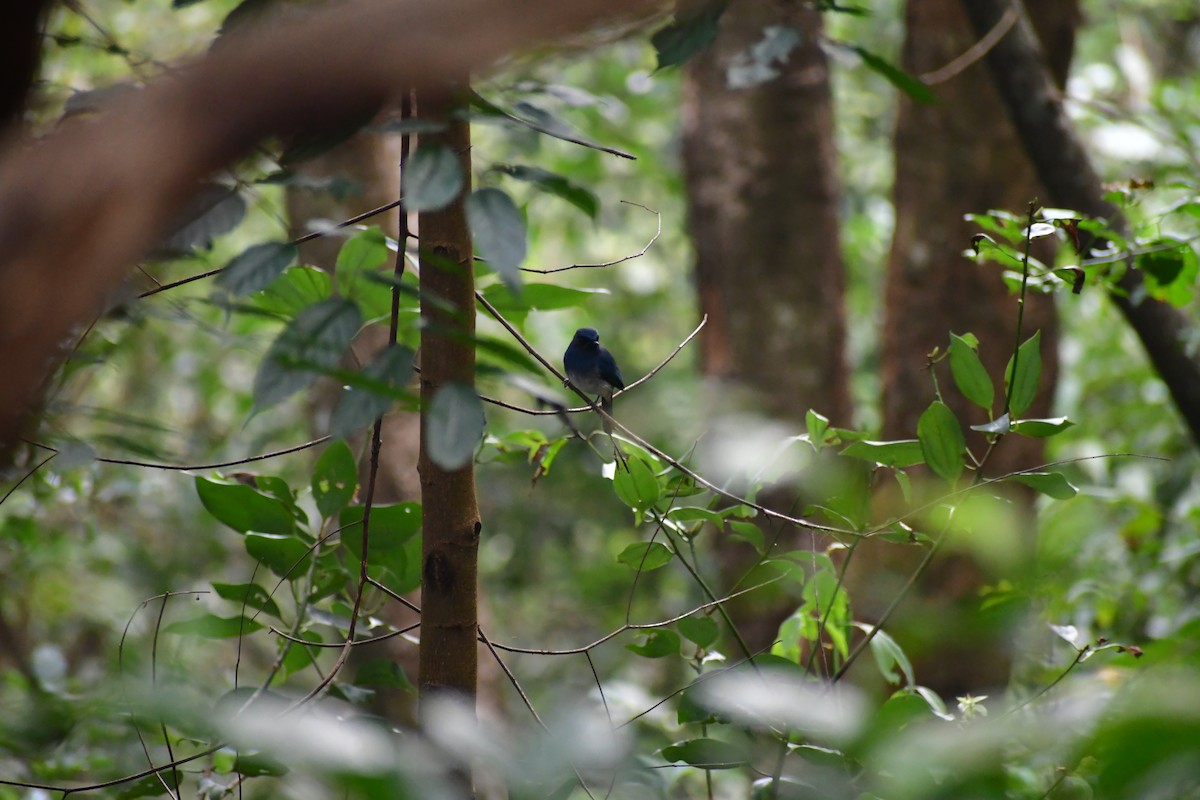 White-bellied Blue Flycatcher - ML645984093