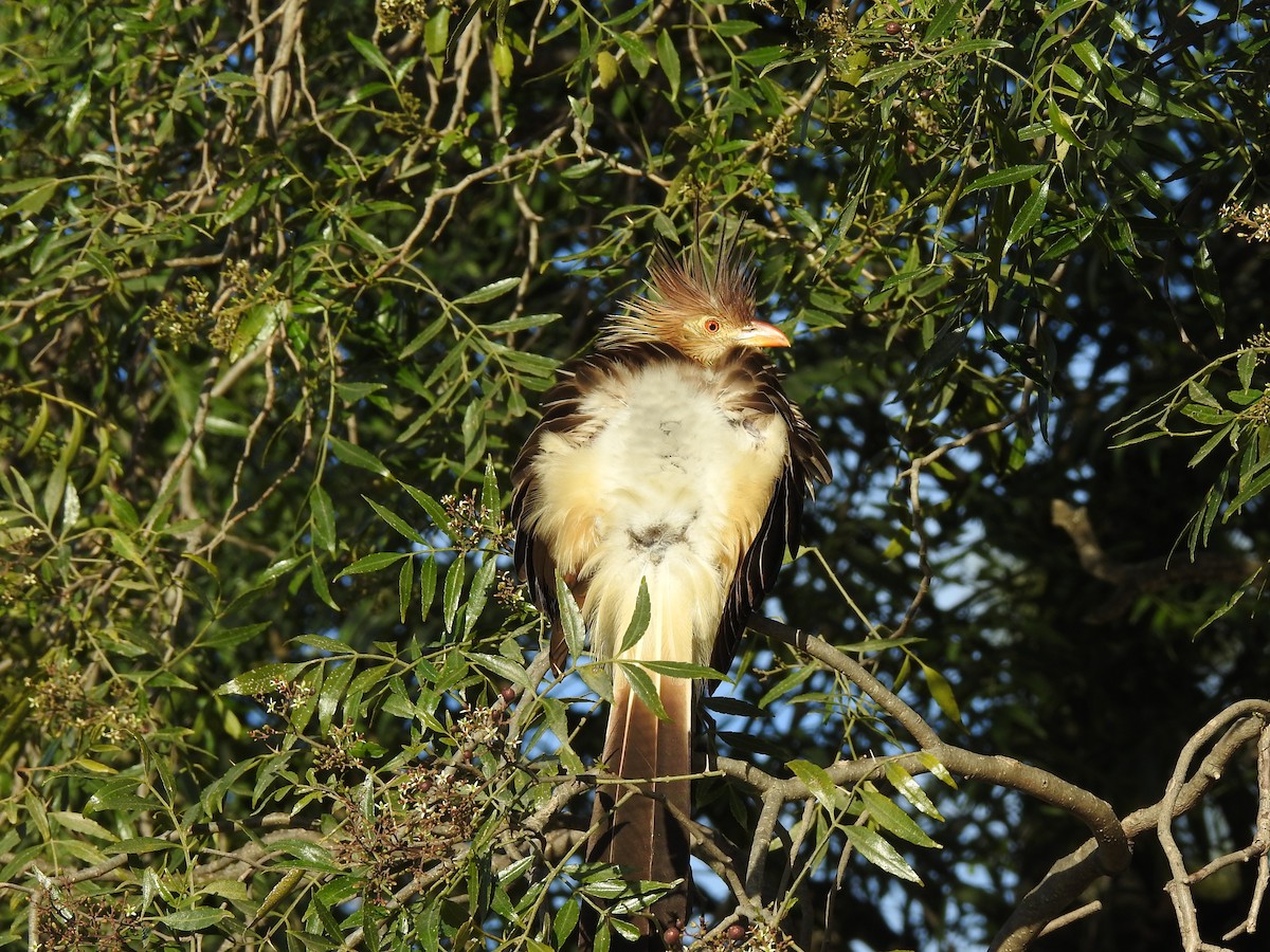 Guira Cuckoo - ML645984094