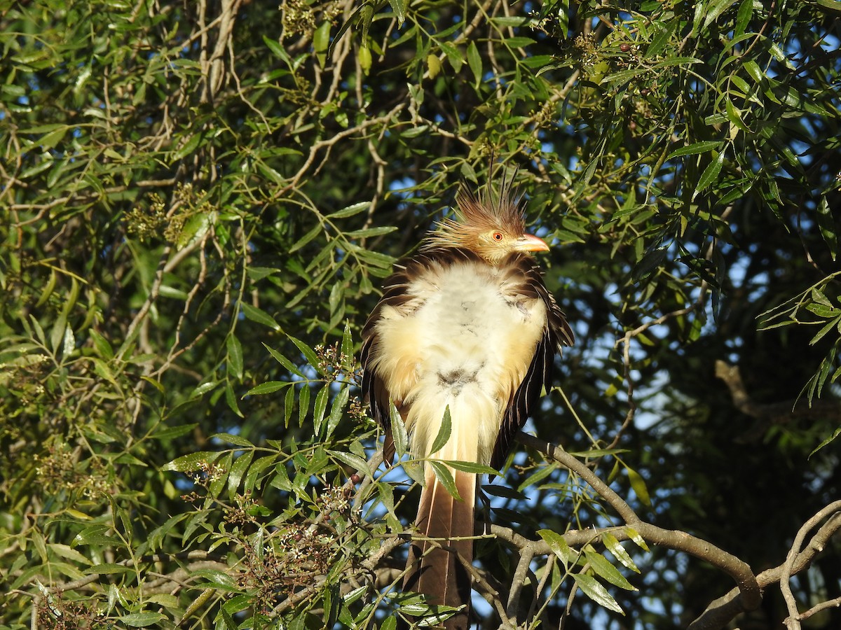Guira Cuckoo - ML645984095
