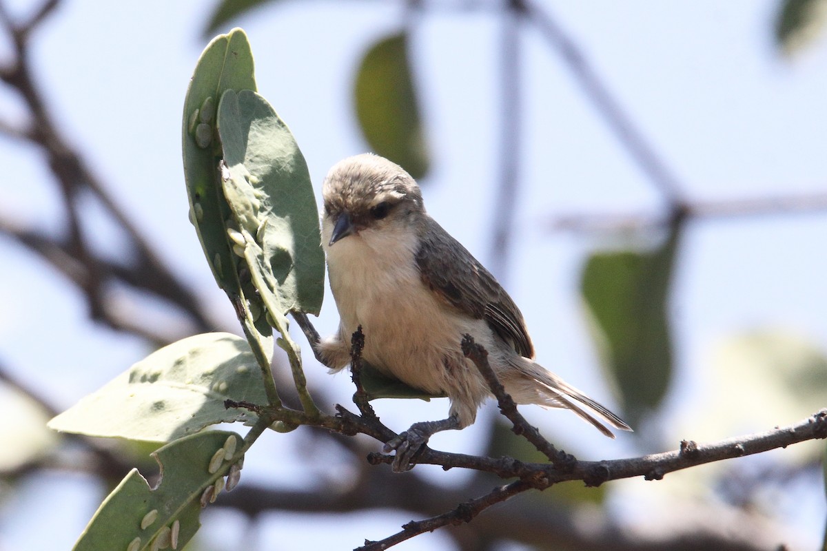 Mouse-colored Penduline-Tit - ML645984099