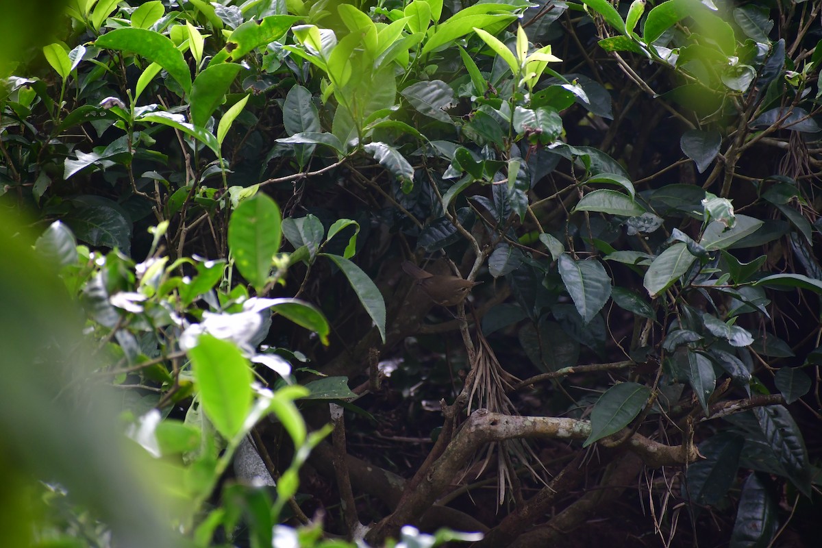 Blyth's Reed Warbler - ML645984101