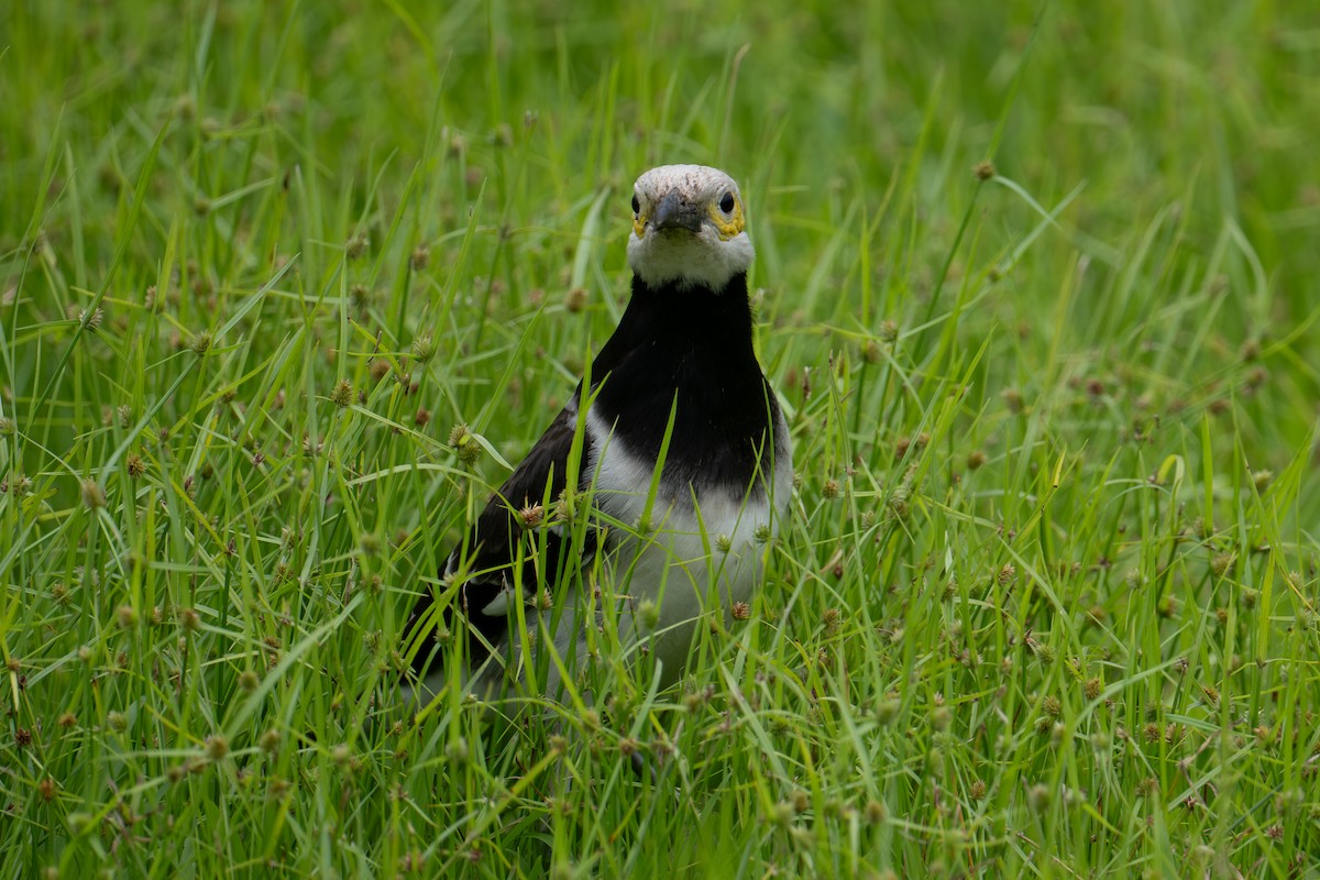 Black-collared Starling - ML645984102
