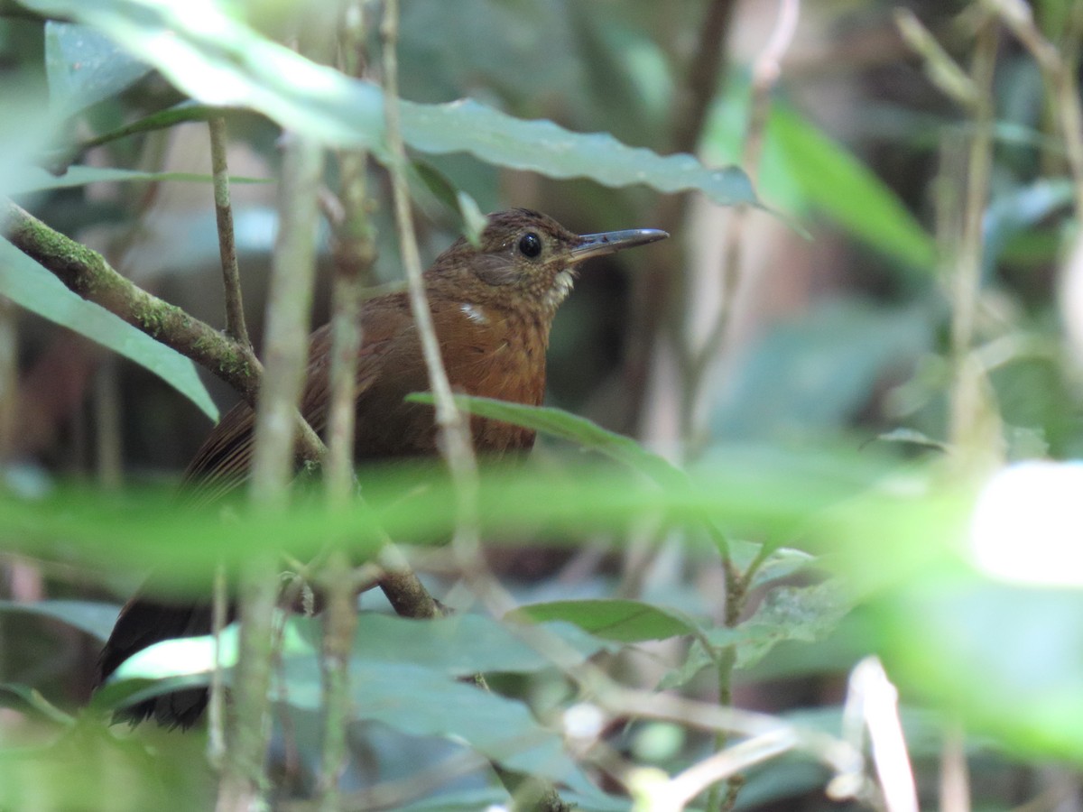 Rufous-breasted Leaftosser - ML645984103
