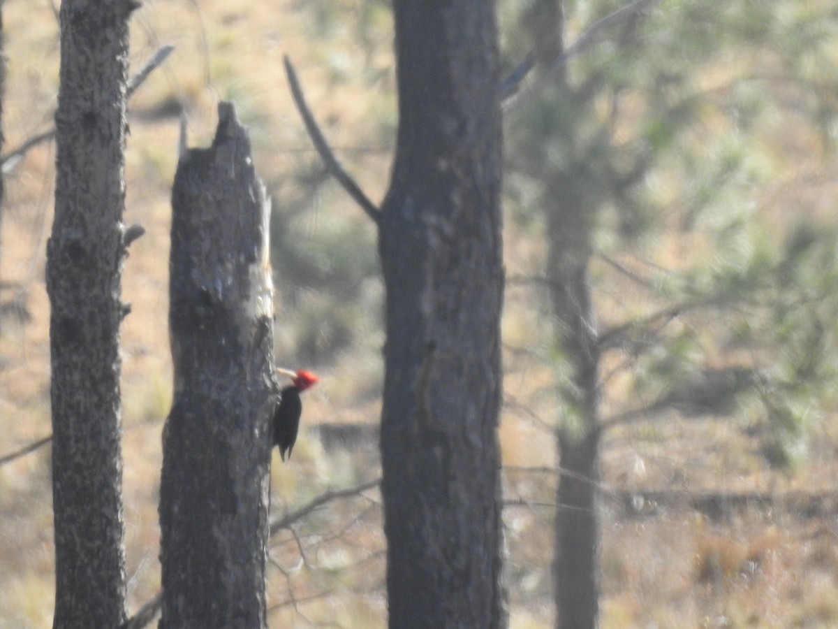 Cream-backed Woodpecker - ML645984104