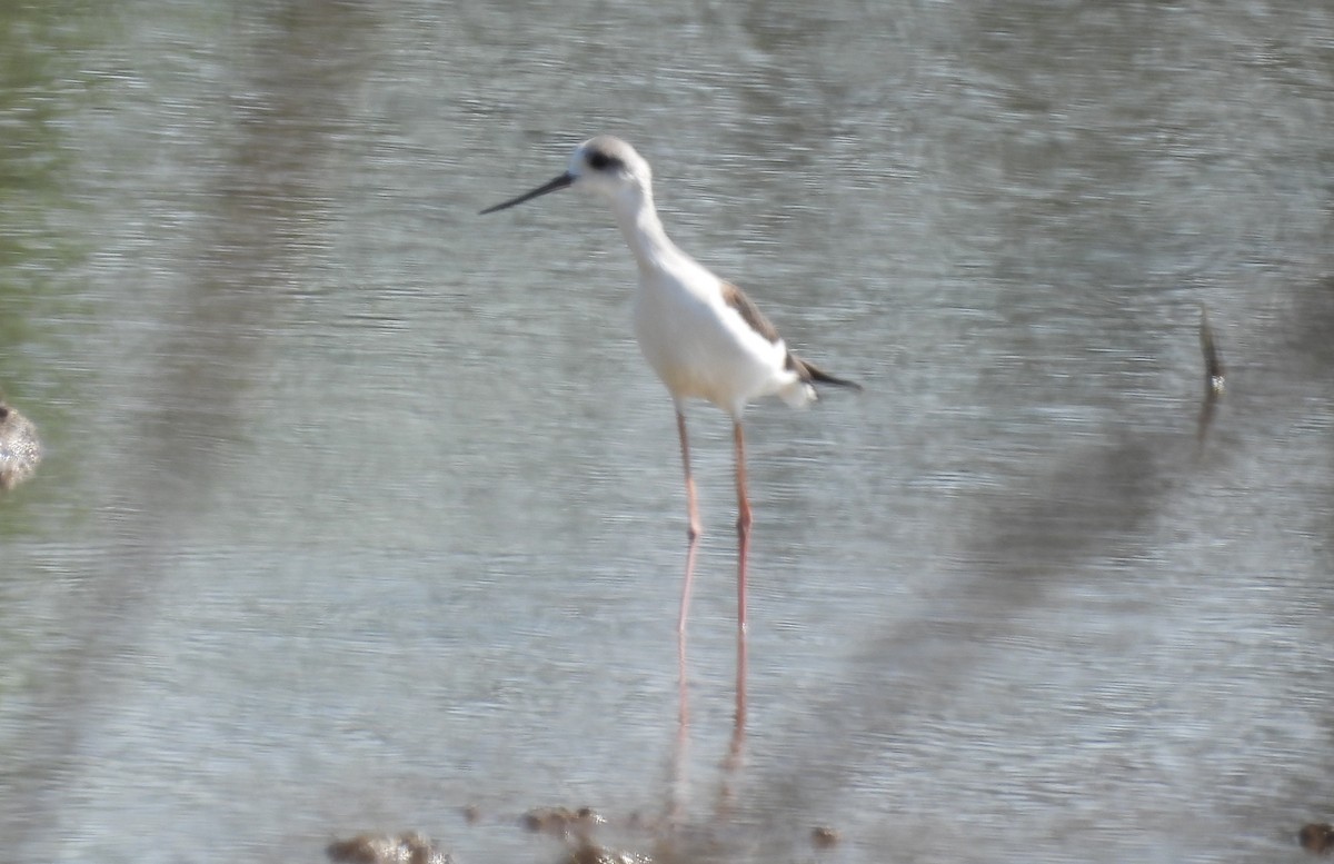 Black-winged Stilt - ML645984106