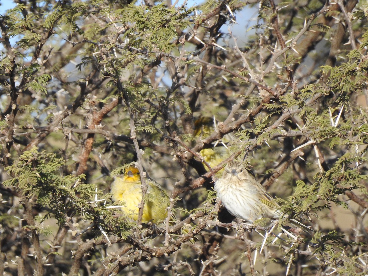 Saffron Finch - ML645984108