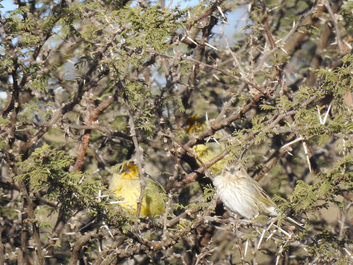 Saffron Finch - ML645984109