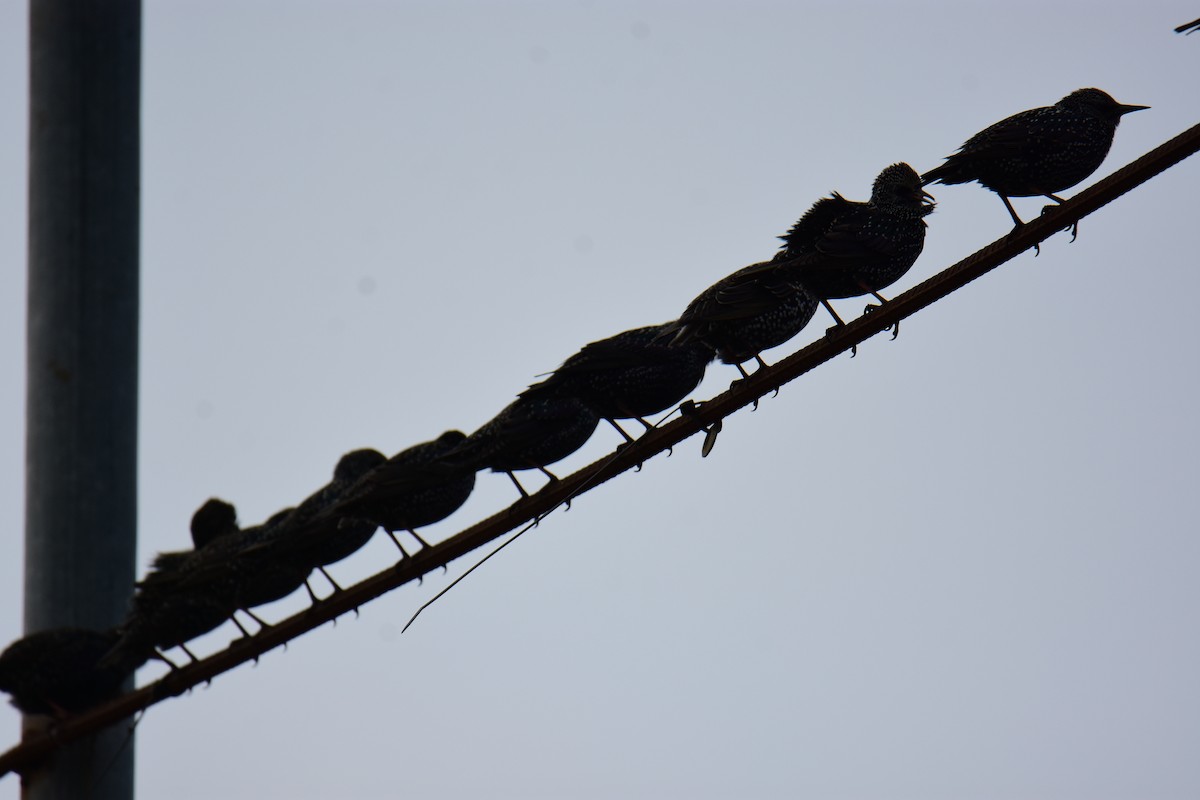 זרזיר מצוי - ML645984110