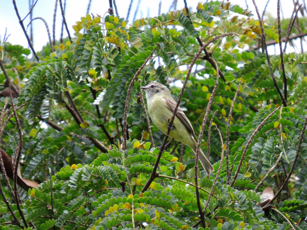 Planalto Tyrannulet - ML645984111