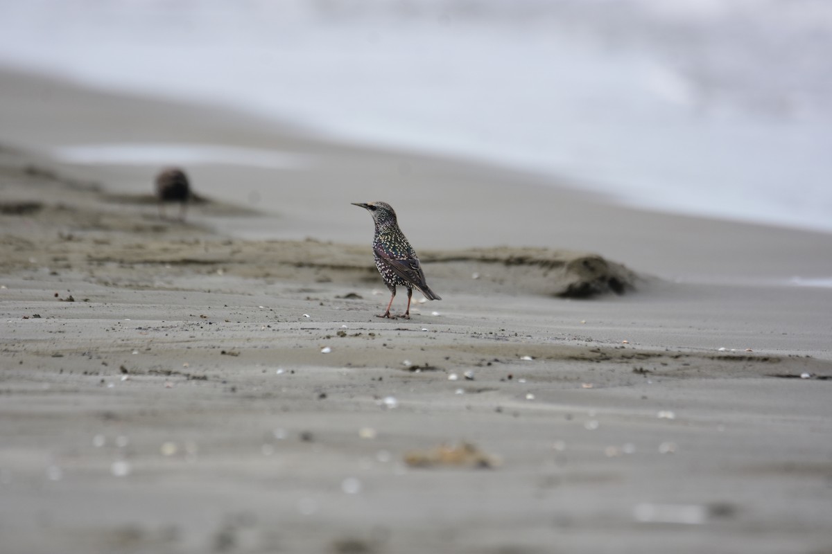 זרזיר מצוי - ML645984113