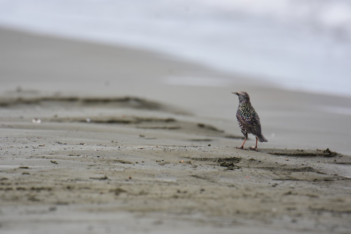 זרזיר מצוי - ML645984115