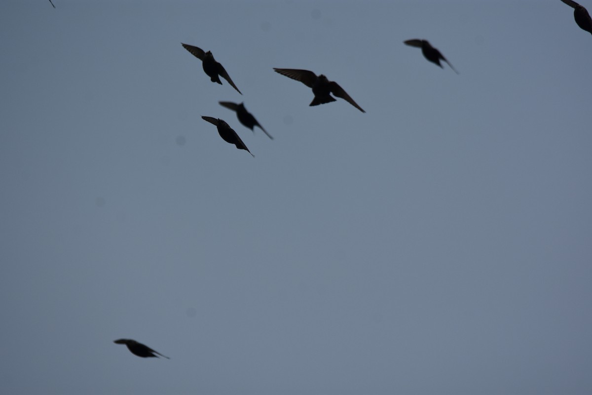 זרזיר מצוי - ML645984116