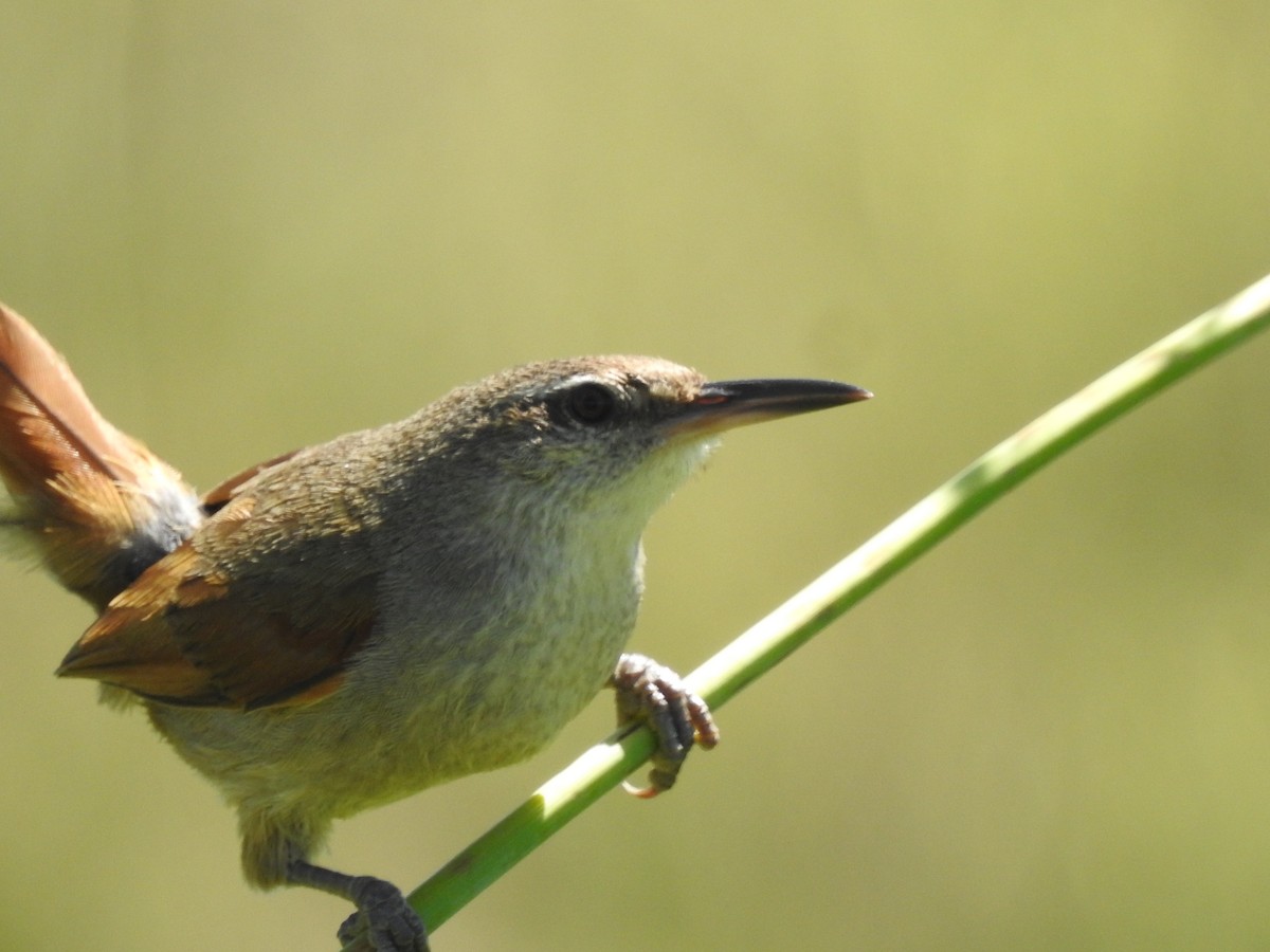 Straight-billed Reedhaunter - ML645984122