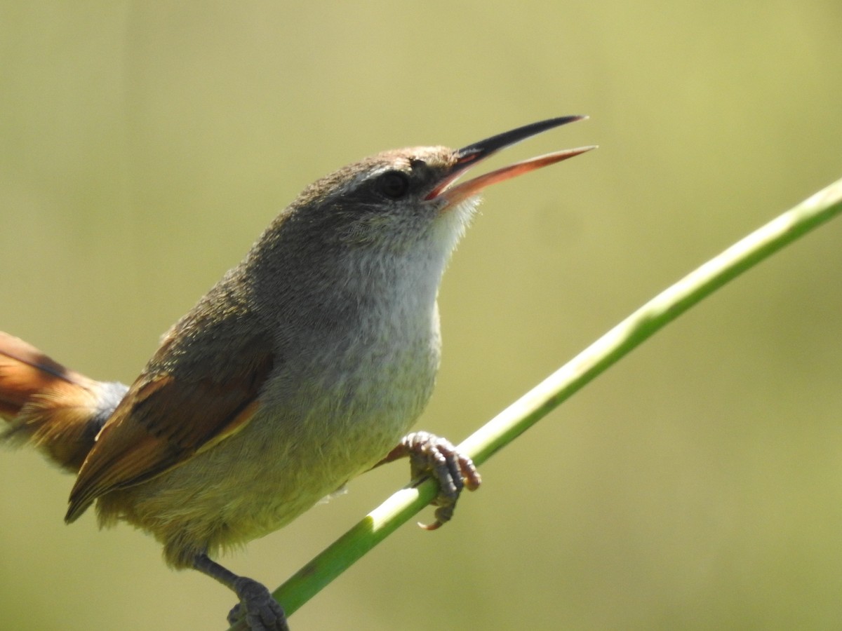Straight-billed Reedhaunter - ML645984123