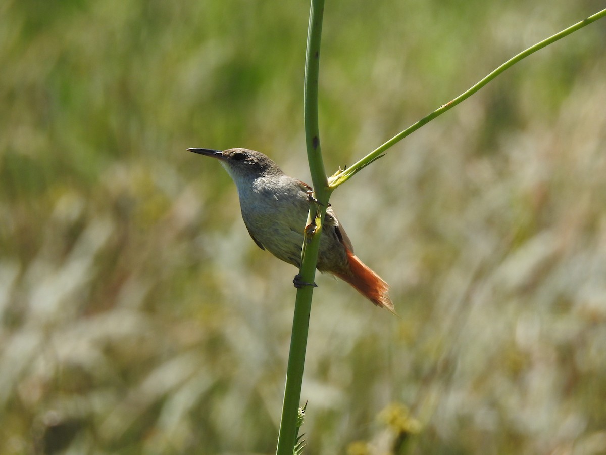Straight-billed Reedhaunter - ML645984124