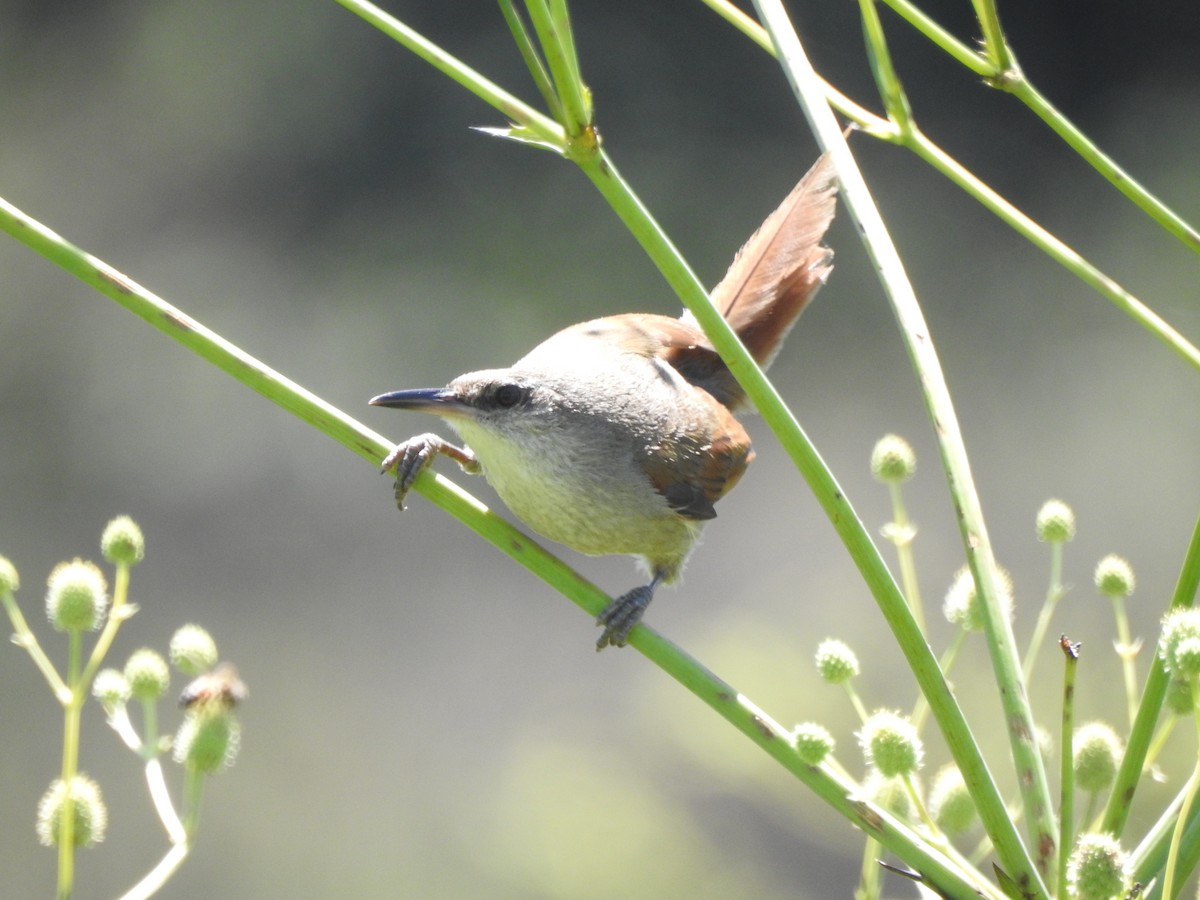 Straight-billed Reedhaunter - ML645984125
