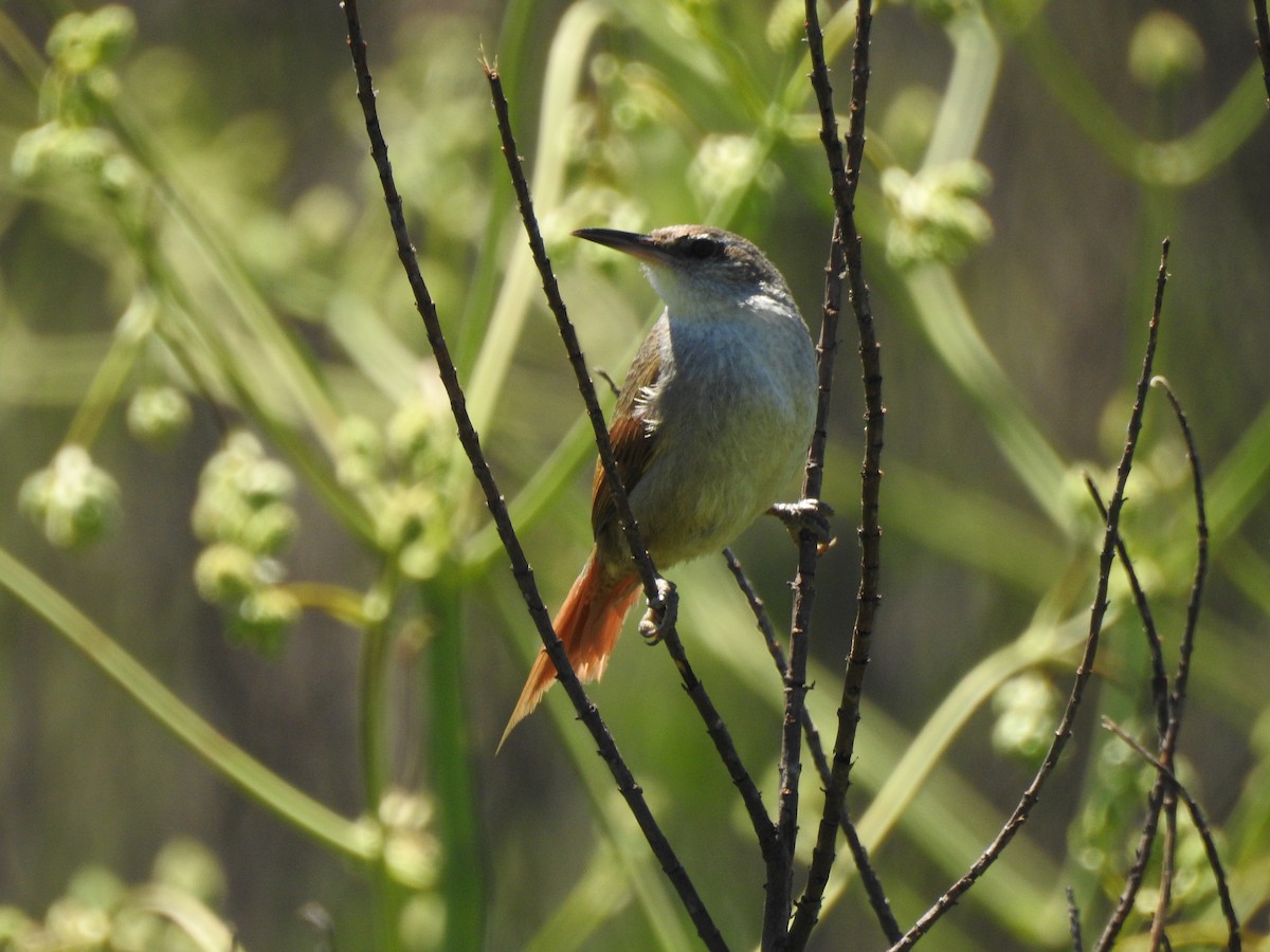 Straight-billed Reedhaunter - ML645984126