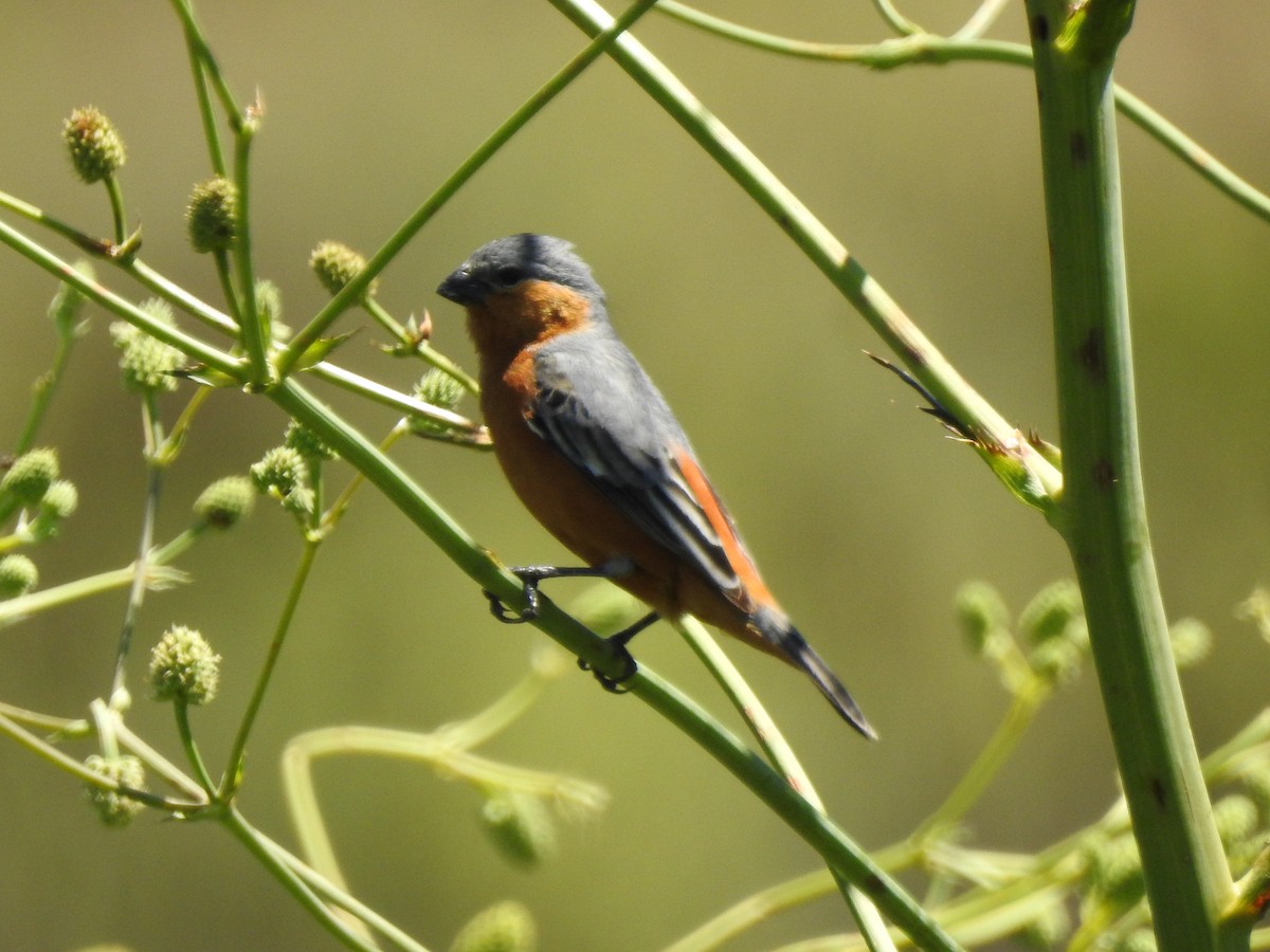 Tawny-bellied Seedeater - ML645984132
