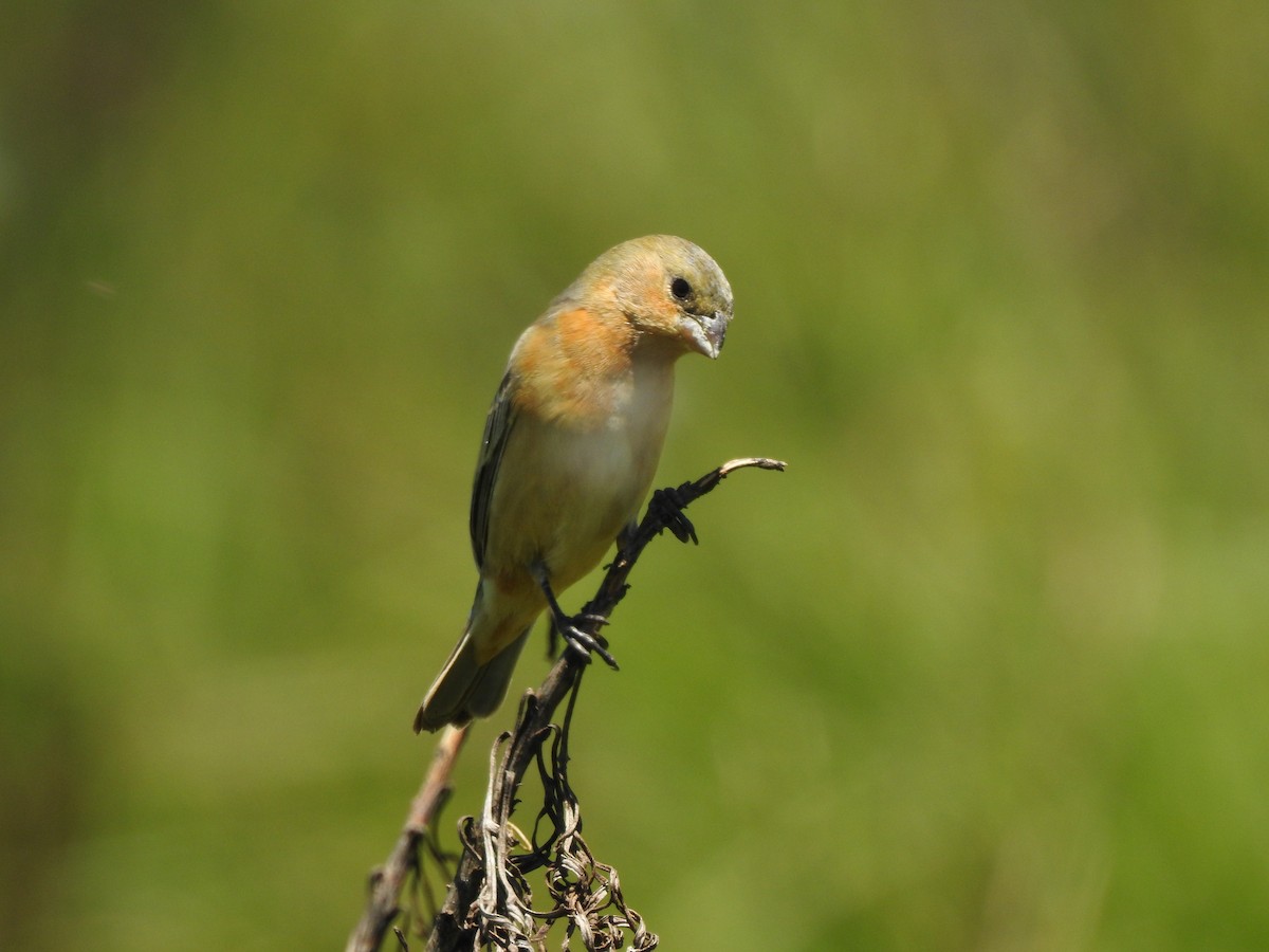 Tawny-bellied Seedeater - ML645984133