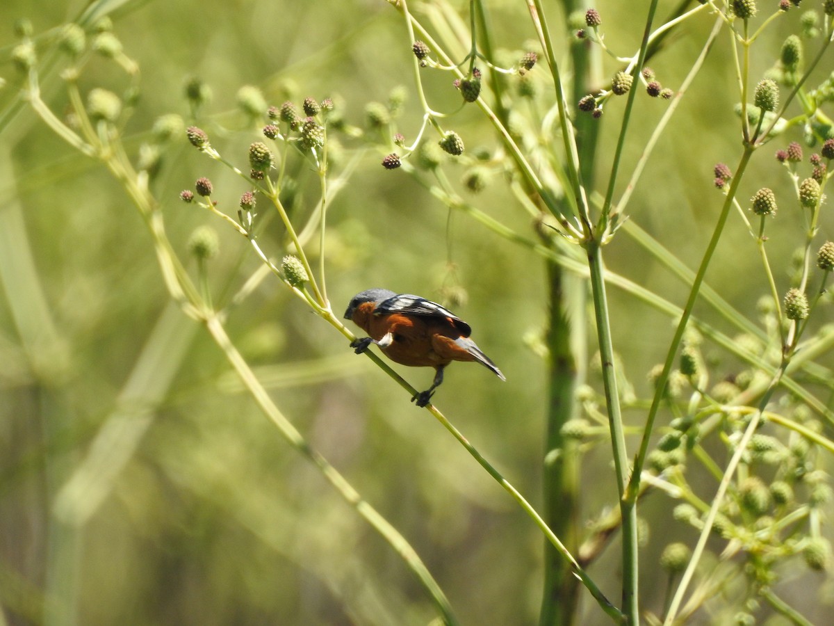Tawny-bellied Seedeater - ML645984134