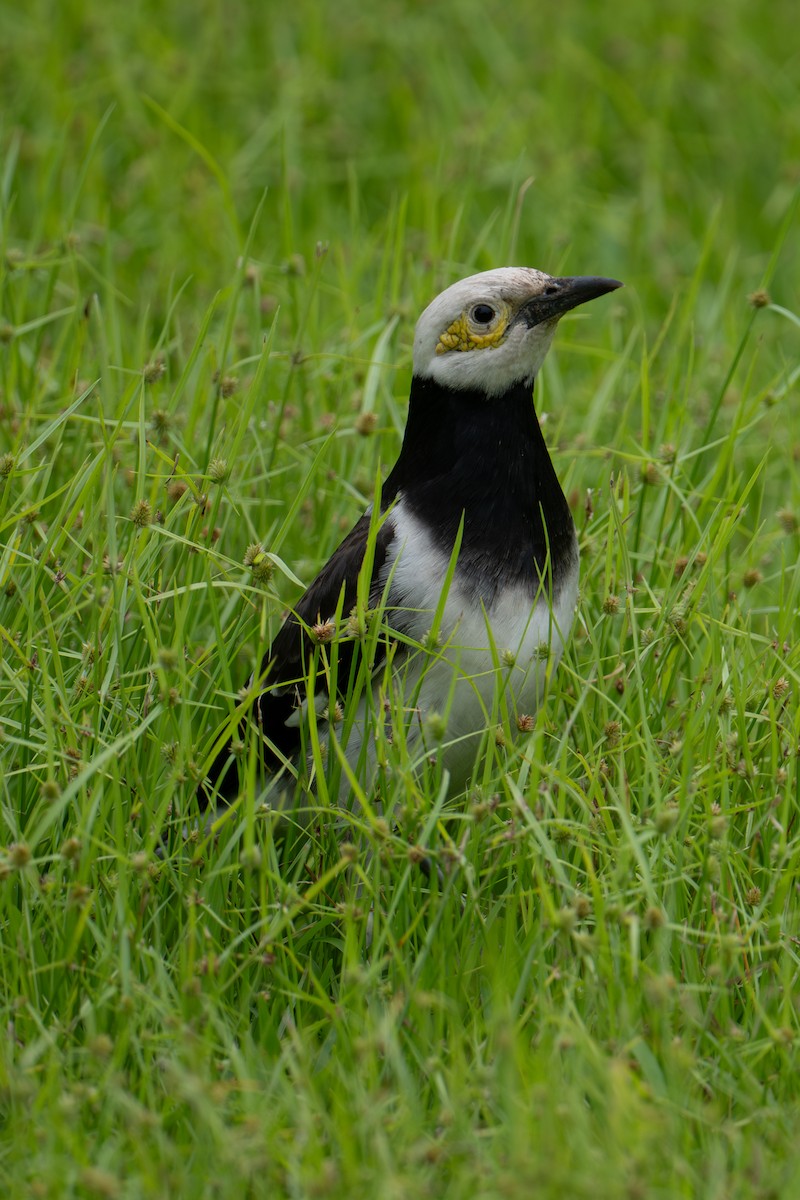 špaček černokrký - ML645984135