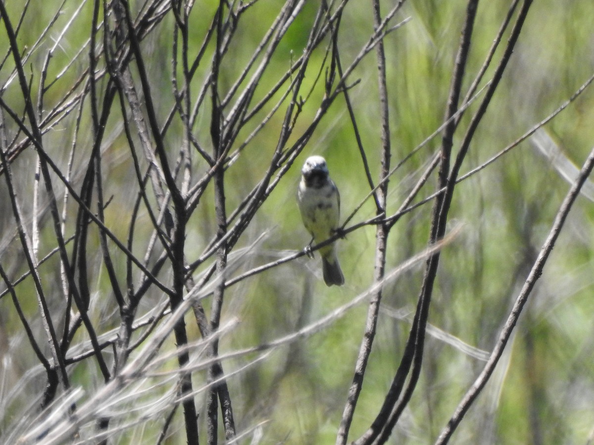 Black-bellied Seedeater - ML645984138