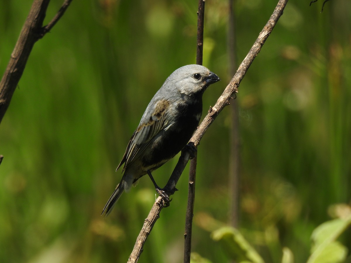 Black-bellied Seedeater - ML645984139