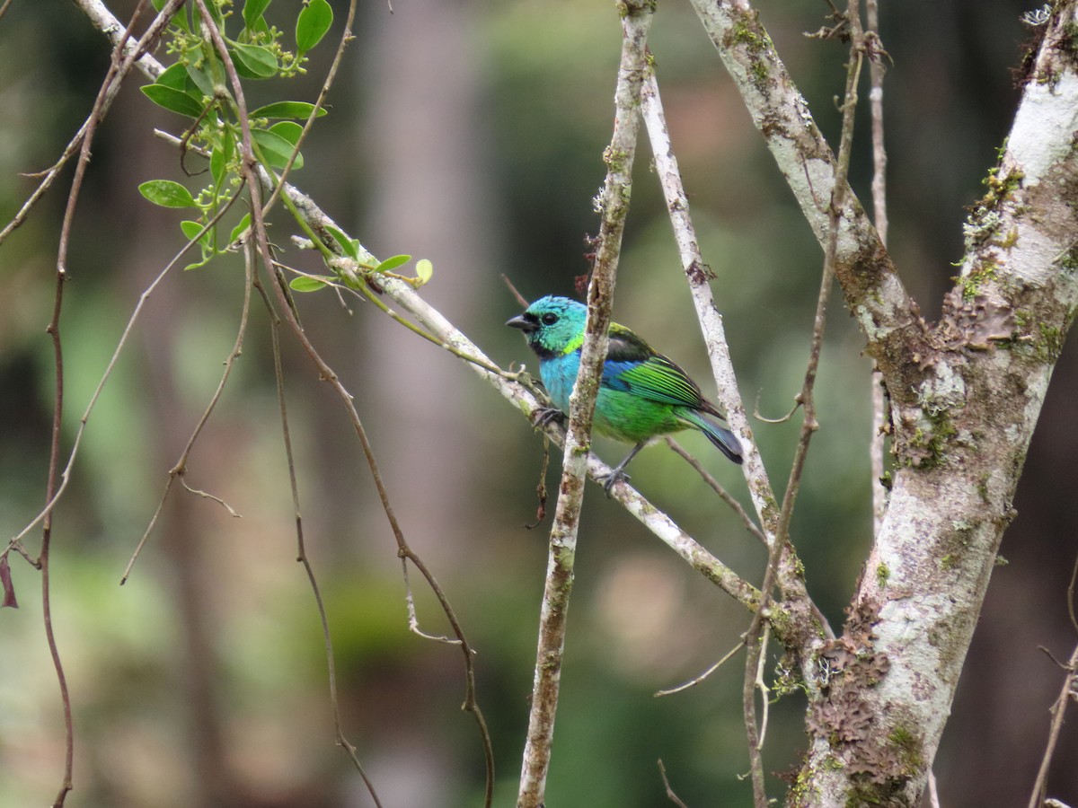 Green-headed Tanager - ML645984140