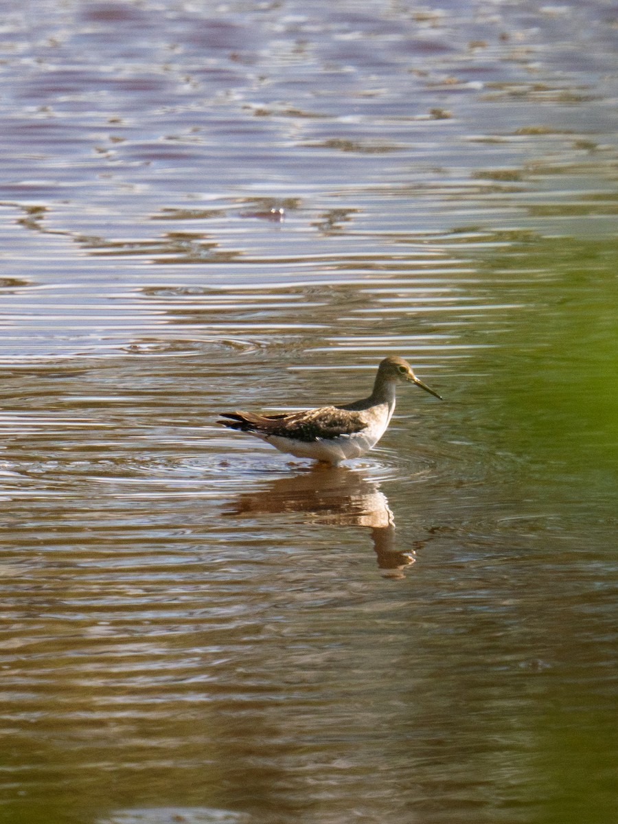 Lesser Yellowlegs - ML645984141