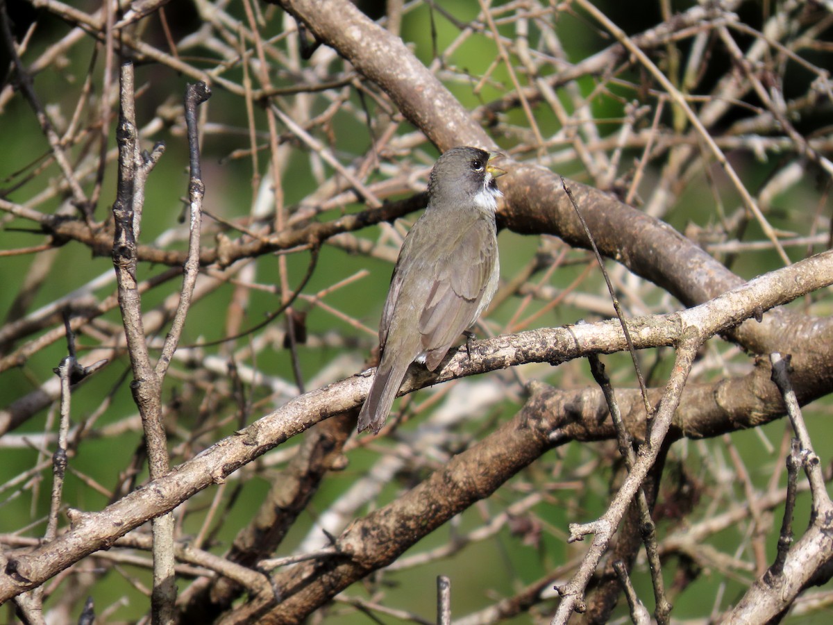Double-collared Seedeater - ML645984144