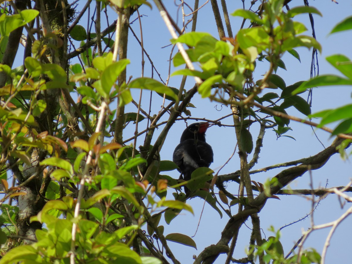Black-throated Grosbeak - ML645984146