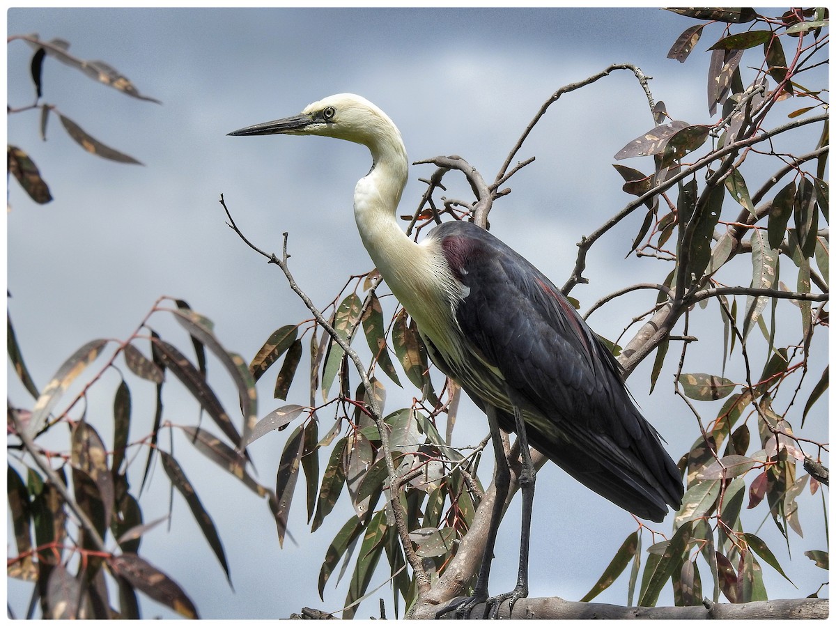 Pacific Heron - ML645984147