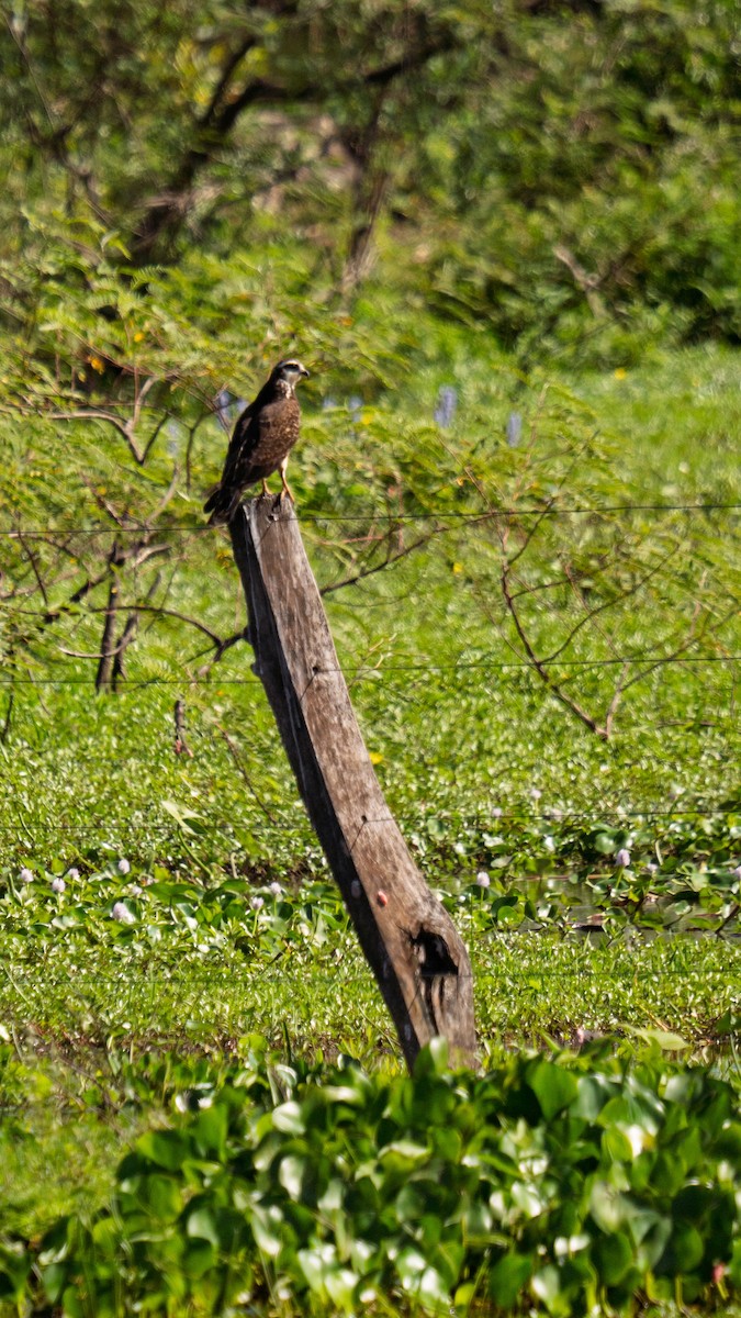 Snail Kite - ML645984148