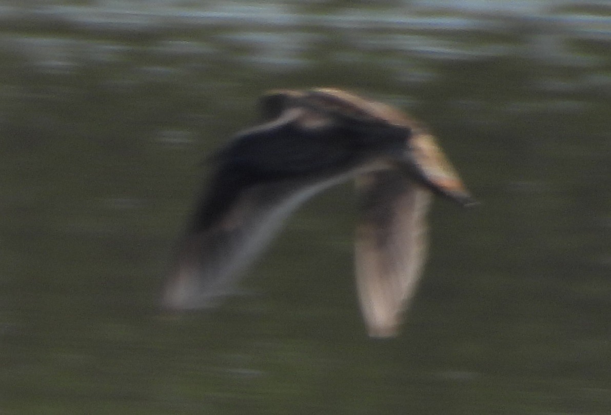 חרטומית ביצות - ML645984149