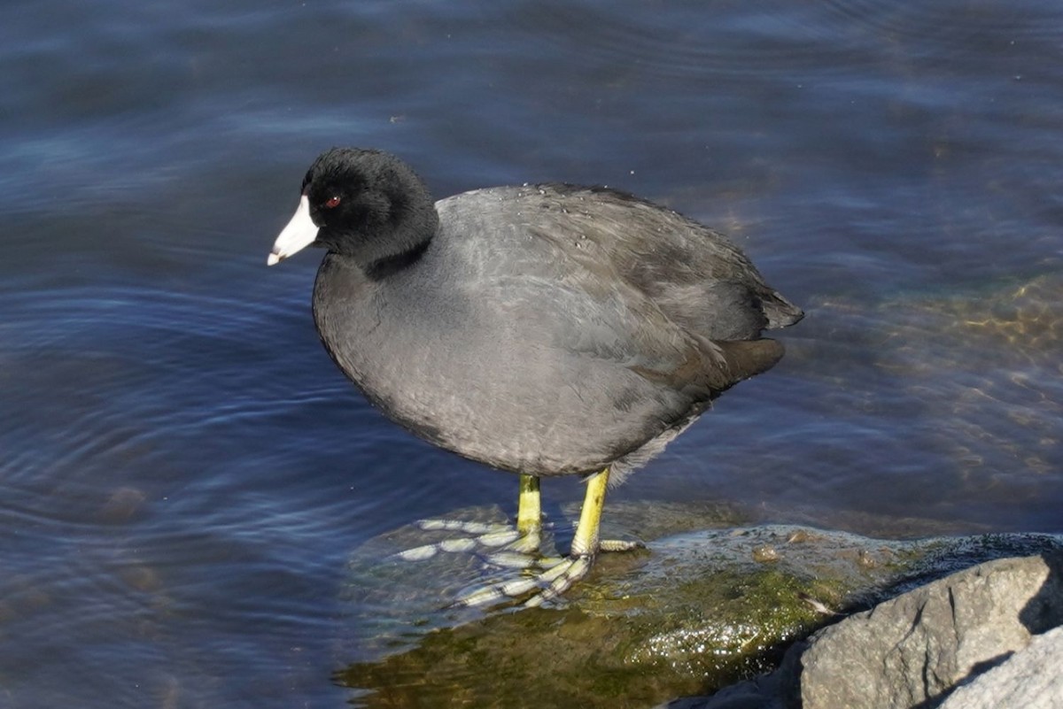 American Coot - ML645984150