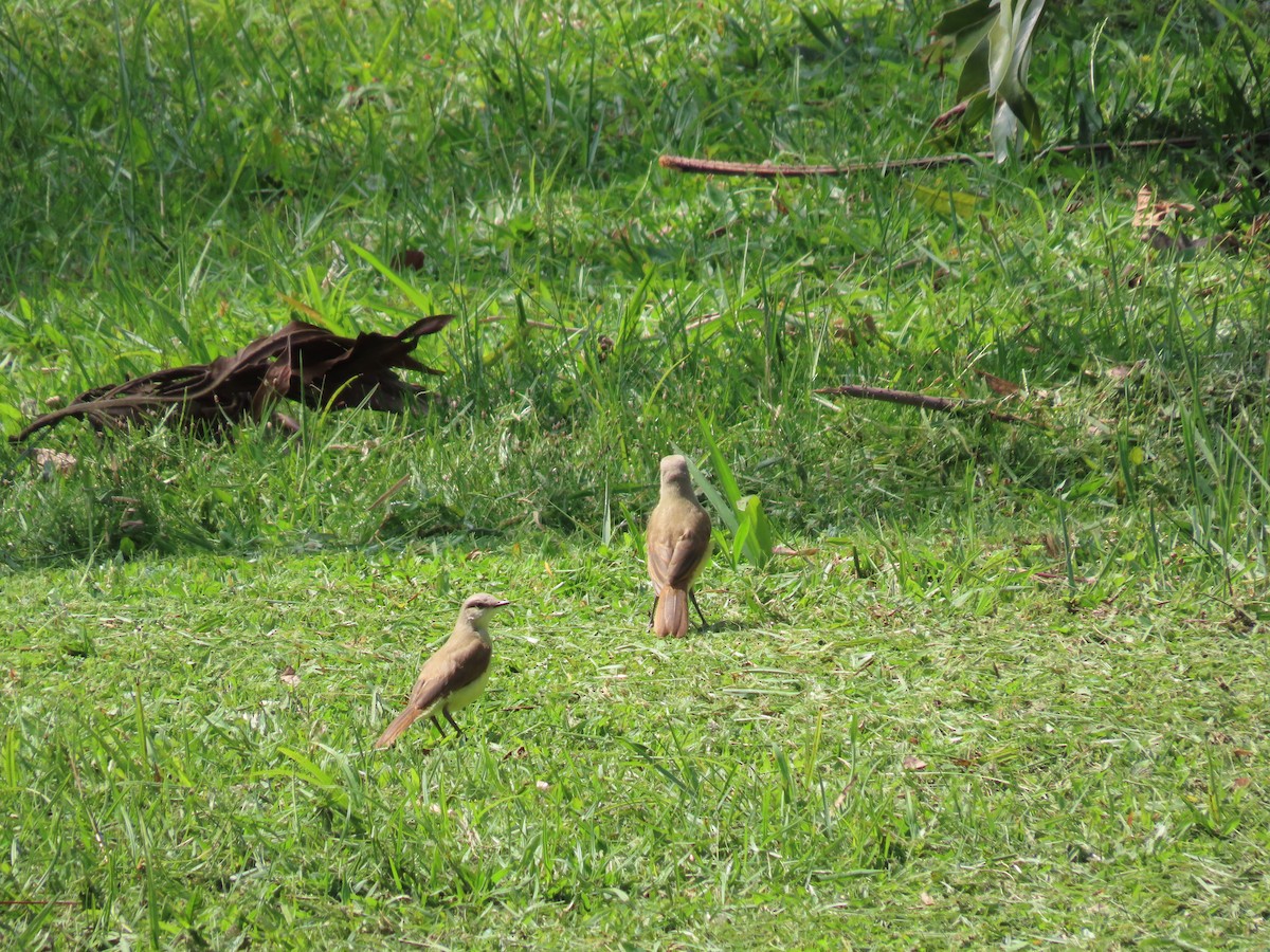 Cattle Tyrant - ML645984153