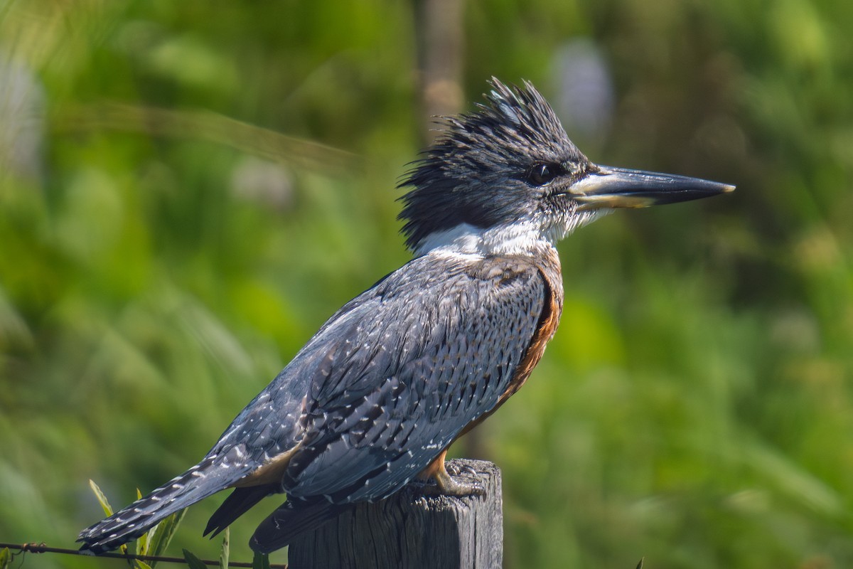 Ringed Kingfisher - ML645984154