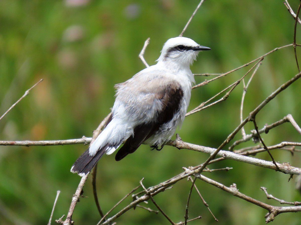 Masked Water-Tyrant - ML645984156