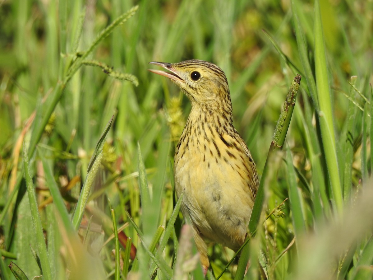 Ochre-breasted Pipit - ML645984159