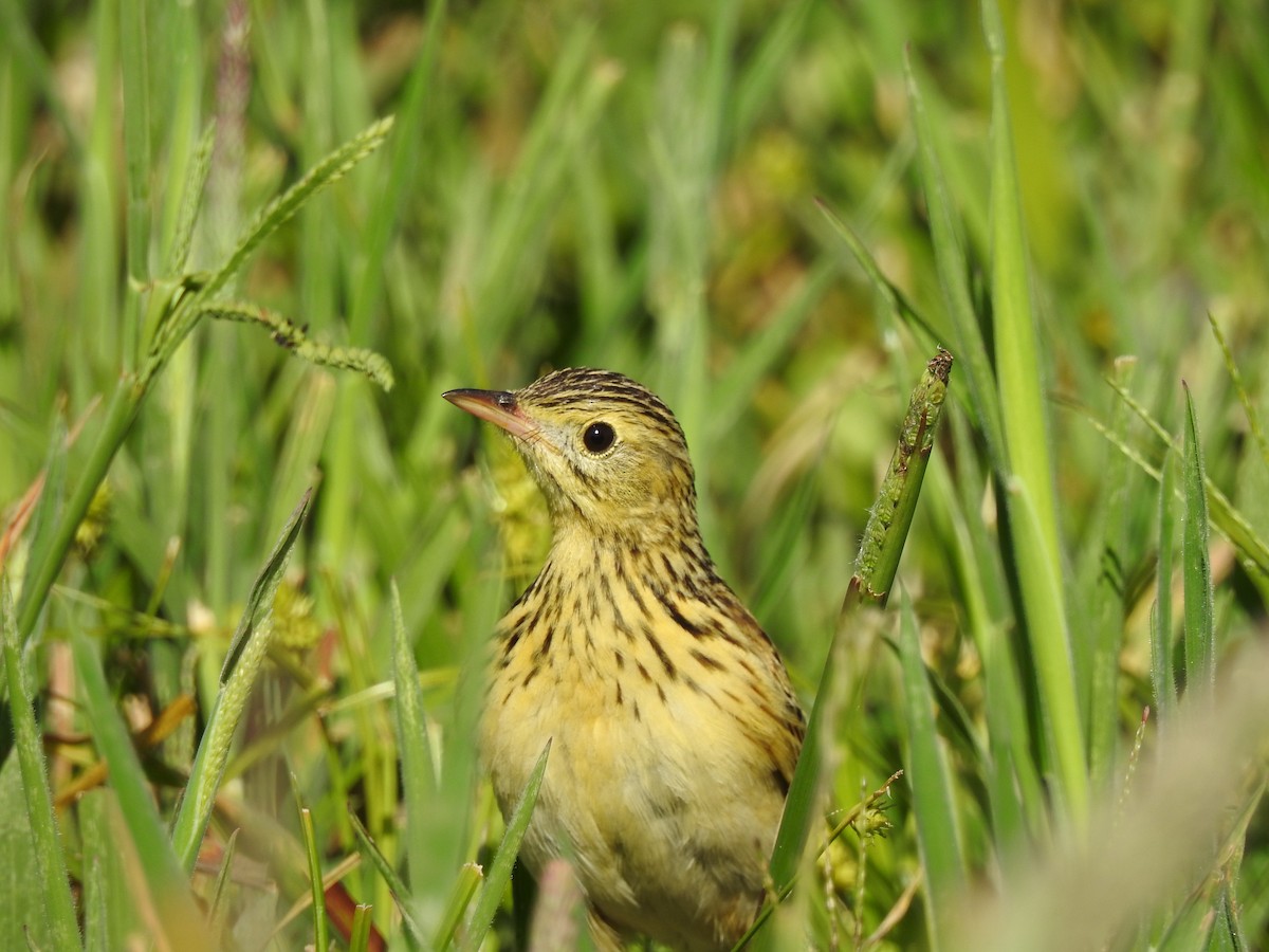 Ochre-breasted Pipit - ML645984160