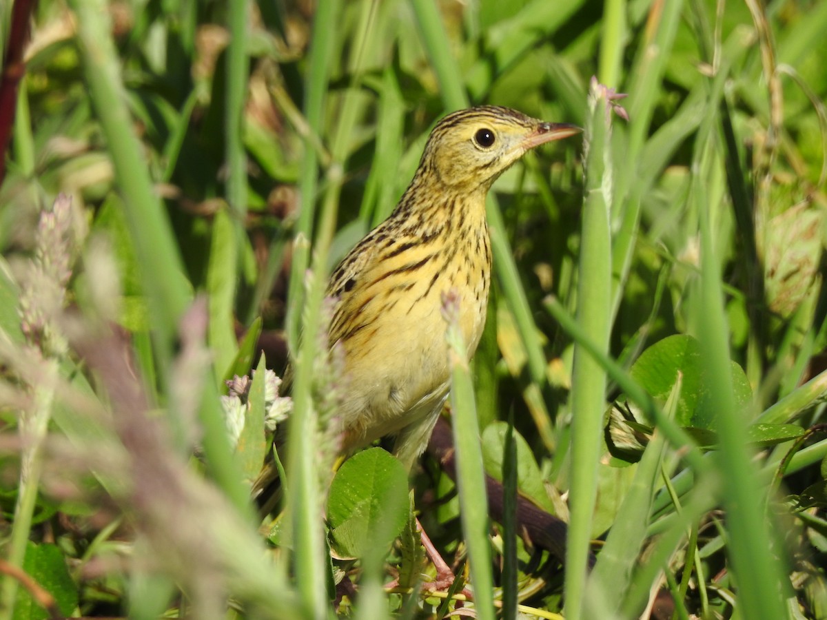 Ochre-breasted Pipit - ML645984161