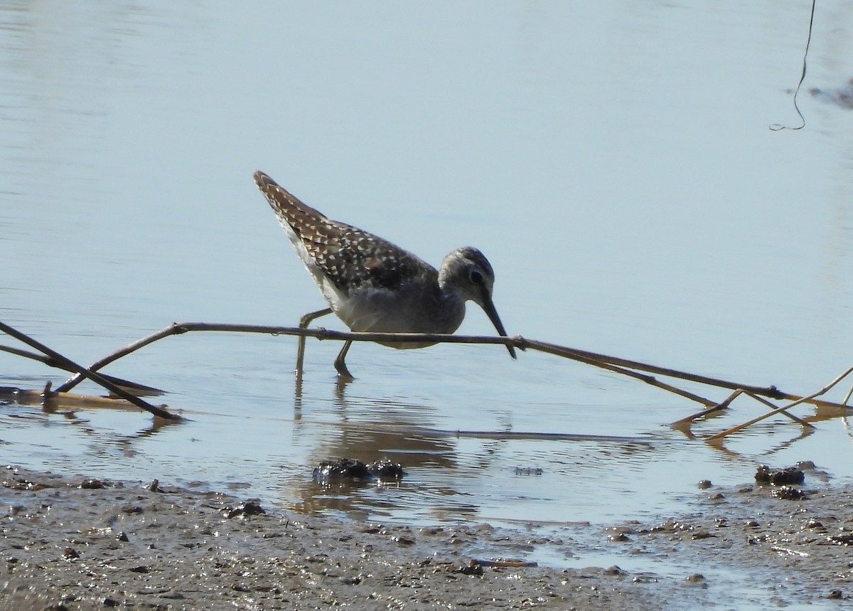 vodouš bahenní - ML645984163