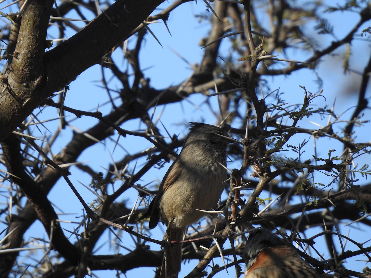 Tufted Tit-Spinetail - ML645984167